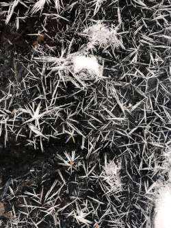 Ice Crystals Photo: Amy and Rodney Johnson