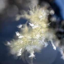 Icy lichen Photo: Sandy Dannis