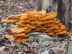 23_Jack-O-Lantern-Mushrooms.jpg
