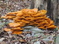 23_Jack-O-Lantern-Mushrooms.jpg