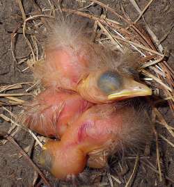 robin chicks 1 Photo: Frank Kaczmarek