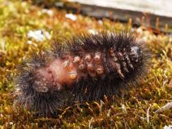 Leopard moth caterpillar Photo: Charlie Schwarz