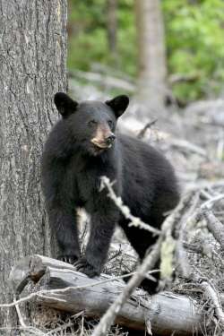 Bear Photo: Karen Lessard Bruder