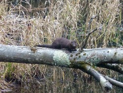 23_mink_on_fallen_tree_sm_web.jpg
