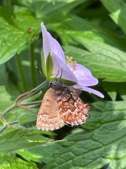 Pine elfin Photo: Barry J. Wicklow