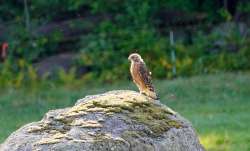 Hawk Photo: John Ranta