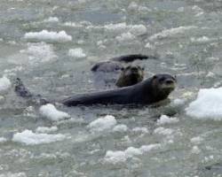 River otters Photo: Sheri Larsen