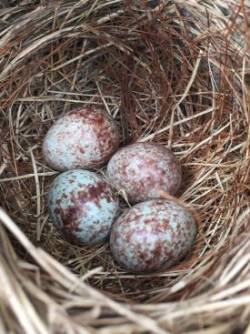 Nest Photo: Jill Herrick-Lee