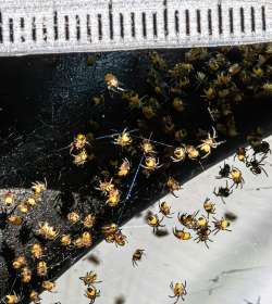 Spiderlings Photo: Steven Arcone