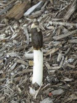 23_stinkhorn_fungus.jpg