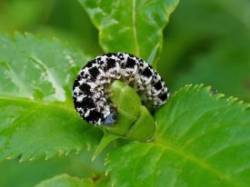 Pretty caterpillar Photo: Charlie Schwarz