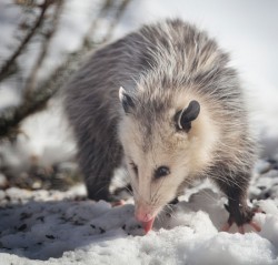 23_Tig-opossum.jpg