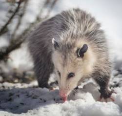 23_Tig-opossum.jpg