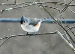 Tufted titmouse Photo: Karinne Heise