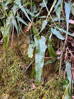 Walking fern Photo: Sheri Larsen