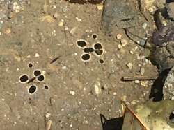 water striders Photo: Sharon Bombard