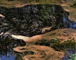 White Pine Needles Photo: Susan March