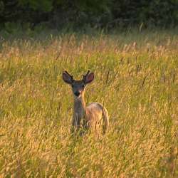 Whitetail buck Photo: Sandy Dannis