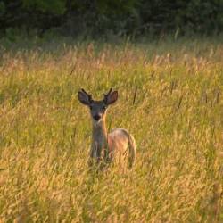 Whitetail buck Photo: Sandy Dannis