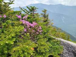 Wild rhodora Photo: Irina N. Burnina