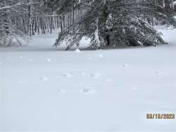 Snowballs Photo: Sheryl Gebauer