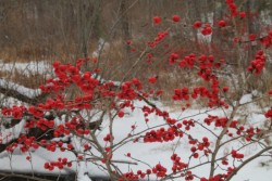 Winterberries Photo: Matthew Cekuta