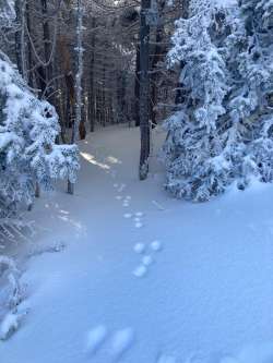 Winter woods Photo: Ned Houston