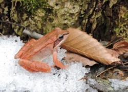 Wood Frog Photo: Tami Gingrich