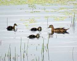 Wood Ducks Photo: Sheri Larsen