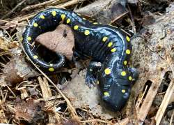 Spotted salamander Photo: Karinne Heise