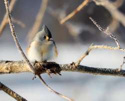 tufted titmouse Photo: Christine Young