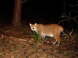 24---bobcat.jpg