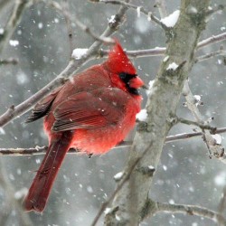 24-fournier-male-cardinal.jpg