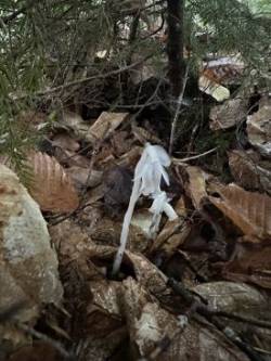 Ghost flower Photo: Kara Stone