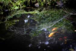 Cobweb over water Photo: Abigail Sandroni