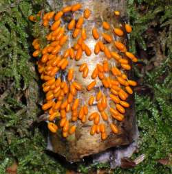 Slime mold Photo: Frank Kaczmarek