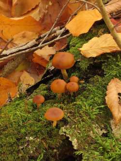 Mushroom Photo: Charlie Schwarz