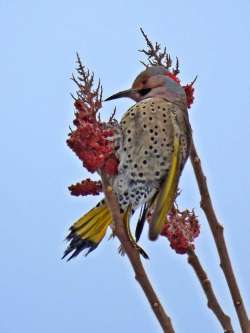 Flicker Photo: Charlie Schwarz