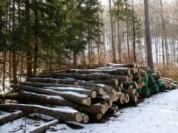Ash harvest Photo: Ken Hatch