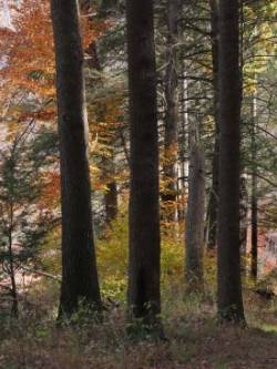 Autumn forest Photo: Charlie Schwarz