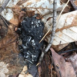 Barred Owl Pellet Photo: Charlotte Reed