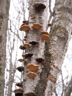 Birch polypore Photo: Charlie Schwarz