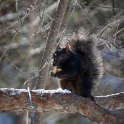 Black squirrel Photo: Amy Quist