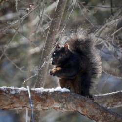Black squirrel Photo: Amy Quist
