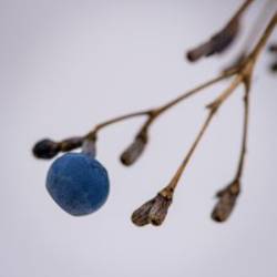 Blue cohosh Photo: AM Dannis
