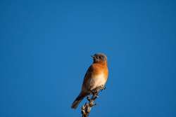 Bluebird Photo: Benjamin Wymer