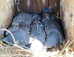 Bluebird Nest Photo: Brian Sweitzer