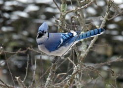 Bluejay Photo: Karinne Heise