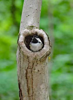 Chicadee in tree Photo: Tami Gingrich