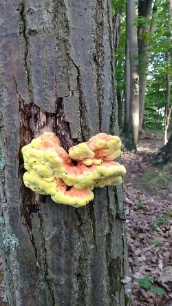 chicken Photo: Bonnie Honaberger